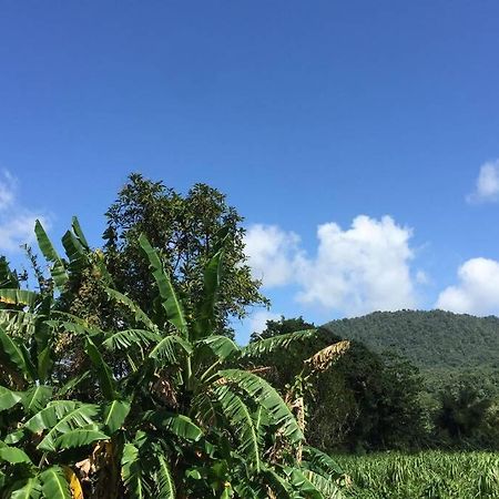Logement En Pleine Verdure Tropicale -10 Min Plage Le Morne-Rouge Eksteriør bilde