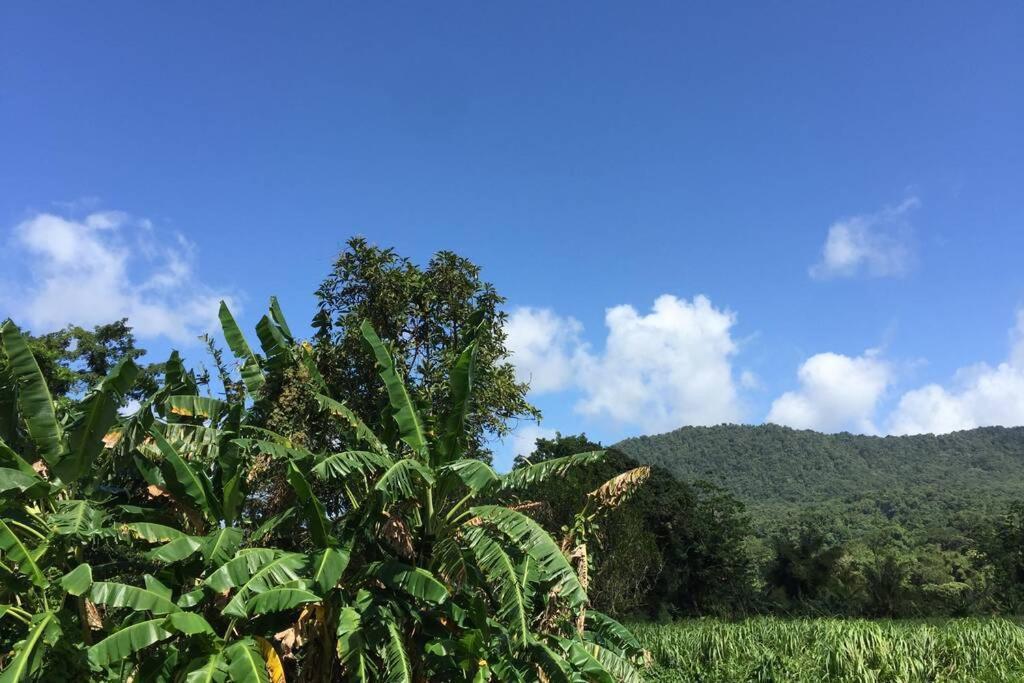 Logement En Pleine Verdure Tropicale -10 Min Plage Le Morne-Rouge Eksteriør bilde