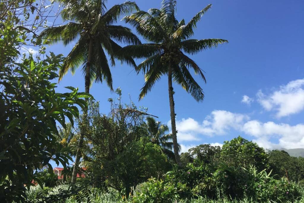 Logement En Pleine Verdure Tropicale -10 Min Plage Le Morne-Rouge Eksteriør bilde