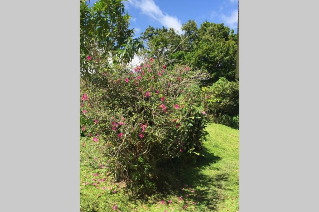 Logement En Pleine Verdure Tropicale -10 Min Plage Le Morne-Rouge Eksteriør bilde